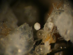 031 0002 Alumohydrocalciet