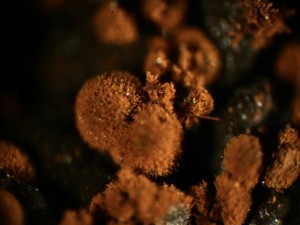 010 0005 Arsenosideriet